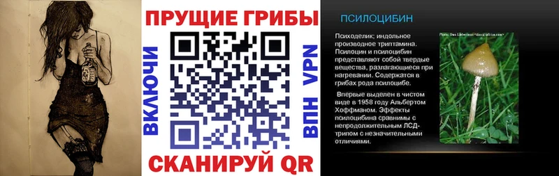 Галлюциногенные грибы Psilocybe  Купить  Приозерск 